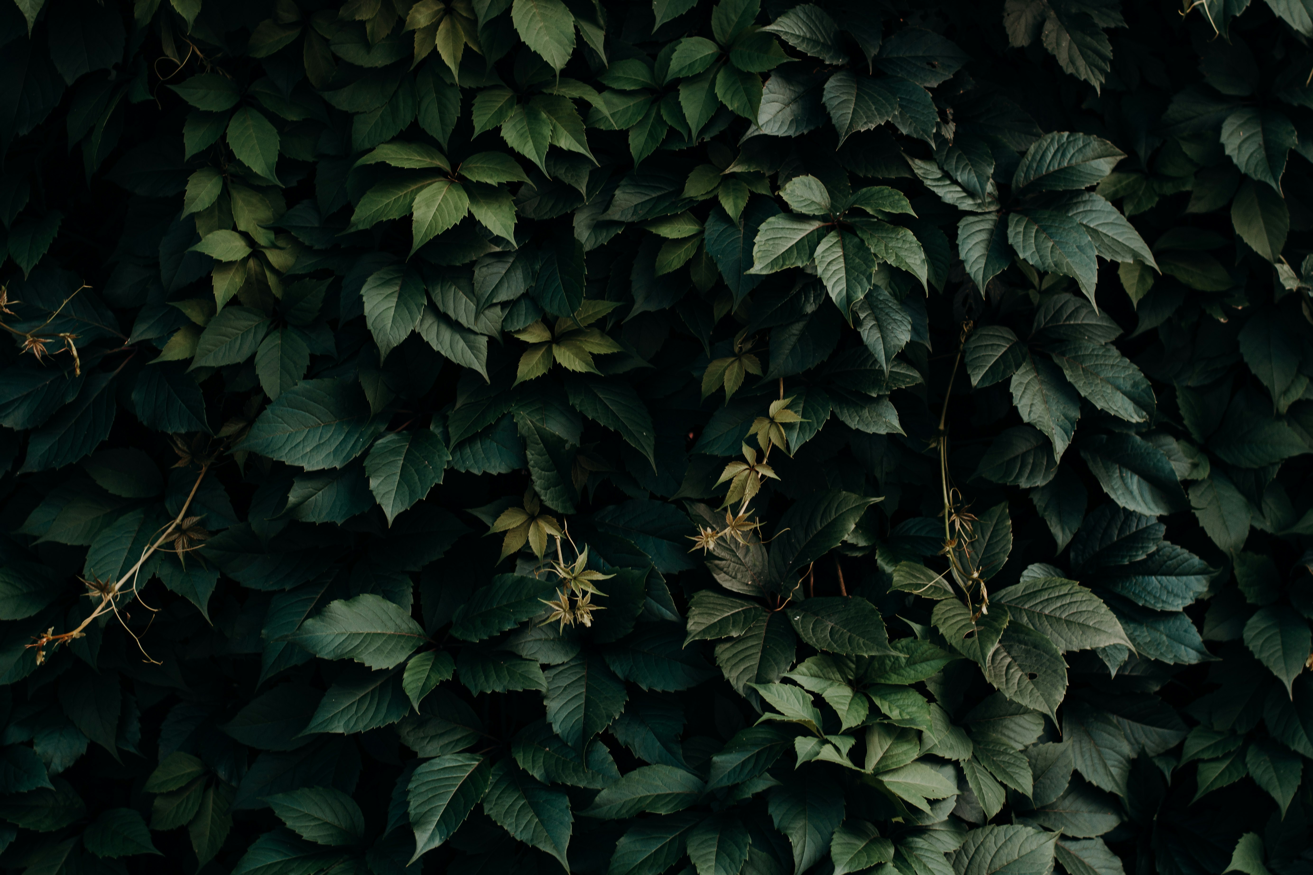 green leafed plant